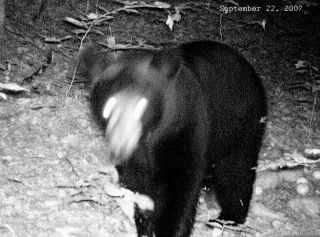 Gaylord Michigan Black Bear captured by trail cam.