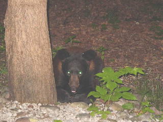 A rare cinnamon black bear.