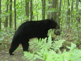 Black bear takes a bird feeder into the woods.