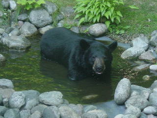Black bear taking a refreshing dip in our garden pond in Gaylord Michigan.