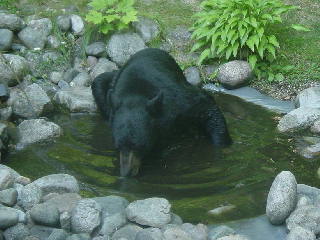 Black bear drinking from our garden pond in Gaylord Michigan.