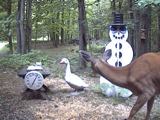 Michigan whitetail deer looking at the snowman. June 20, 2007